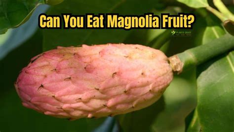 is magnolia fruit edible